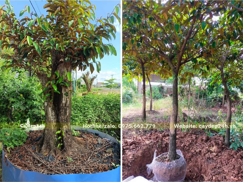 Cây Vú Sữa dâm ủ và cây chuẩn bị trồng