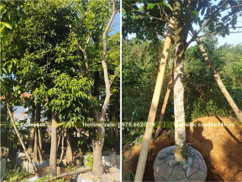 Tiến hàng chống cọc và lấp đất cây Chay công trình đk gốc 10 - 12cm