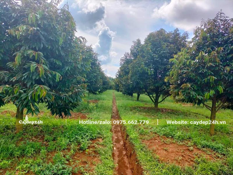 Khắc phục cây trồng bị úng nước bằng cách xẻ rãnh