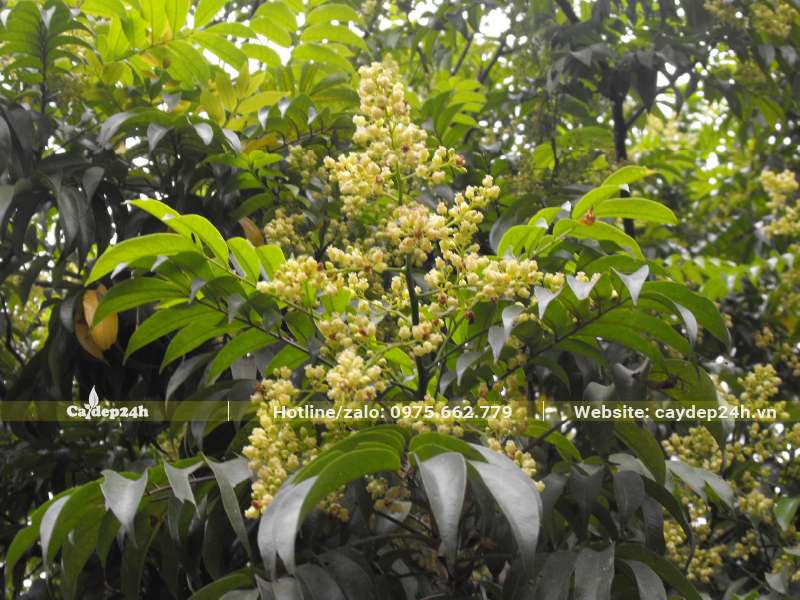 Chùm hoa Sấu nở ở đỉnh các cành nhỏ