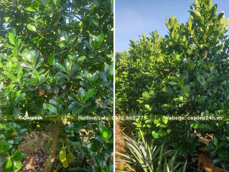 Vườn chuyên canh cây Mít Thái, số lượng hàng trăm gốc