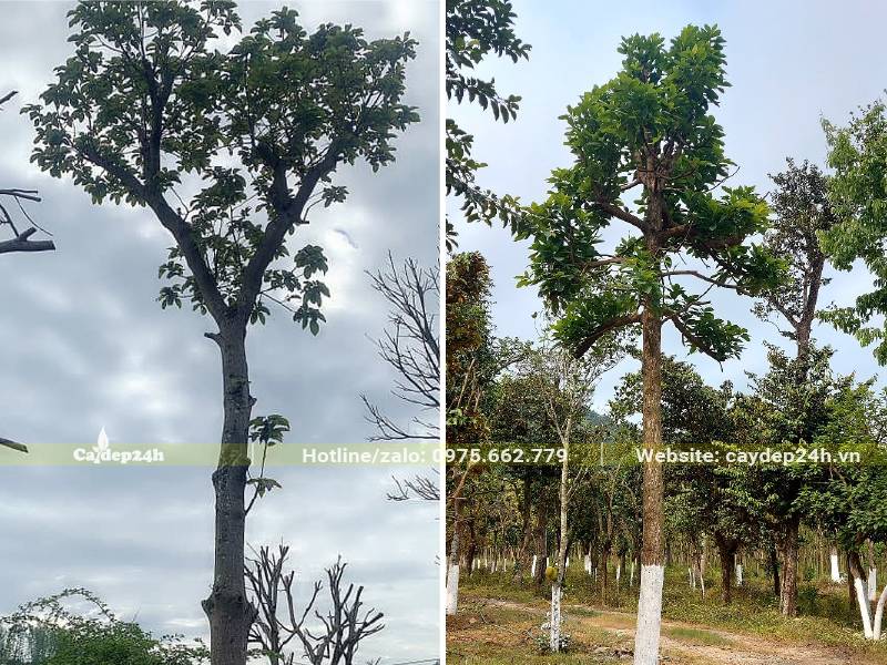 Cây Bơ cao 5 - 6m, đường kính thân 12 - 15cm