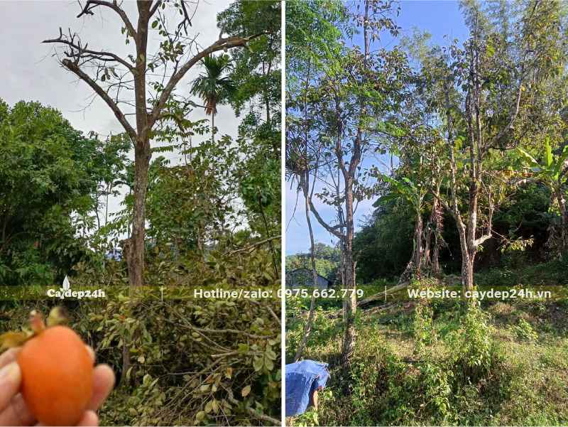 Cắt tỉa tay cành cho cây Hồng Ngâm trước khi bứng bầu