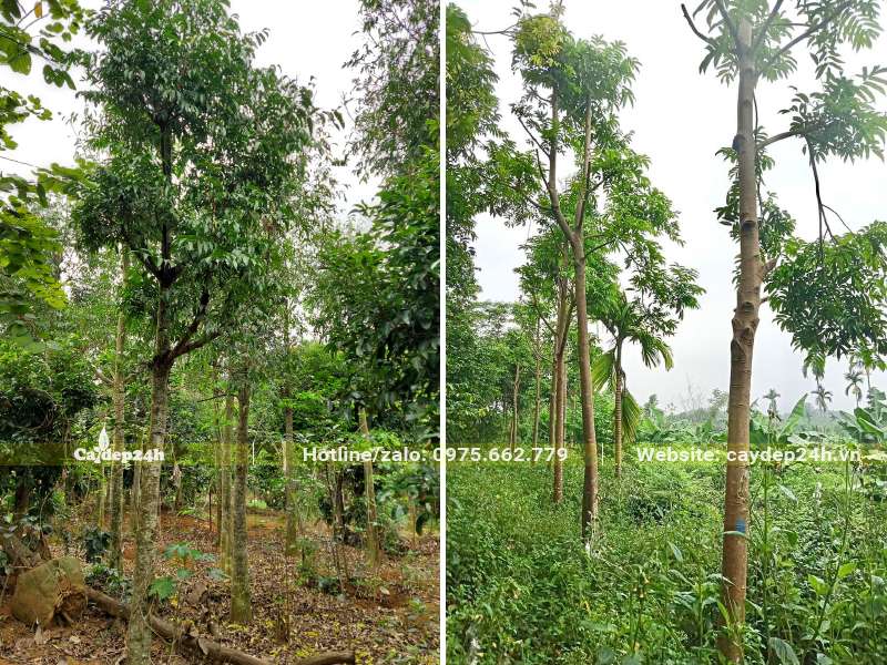 Cắt tỉa cành lá của cây Sấu lâu năm, đường kính gốc 10cm