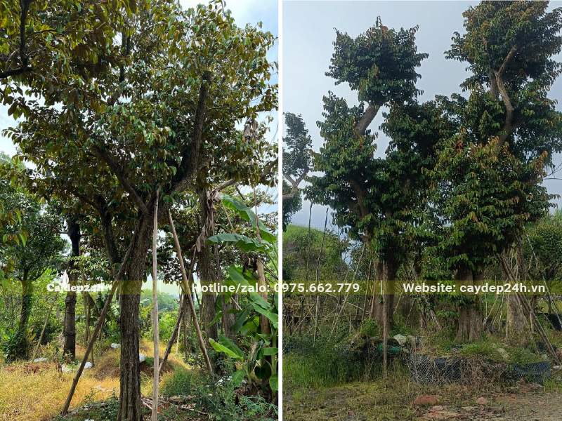 Cây Vú Sữa lâu năm trước khi dâm ủ đã được đốn tỉa cành