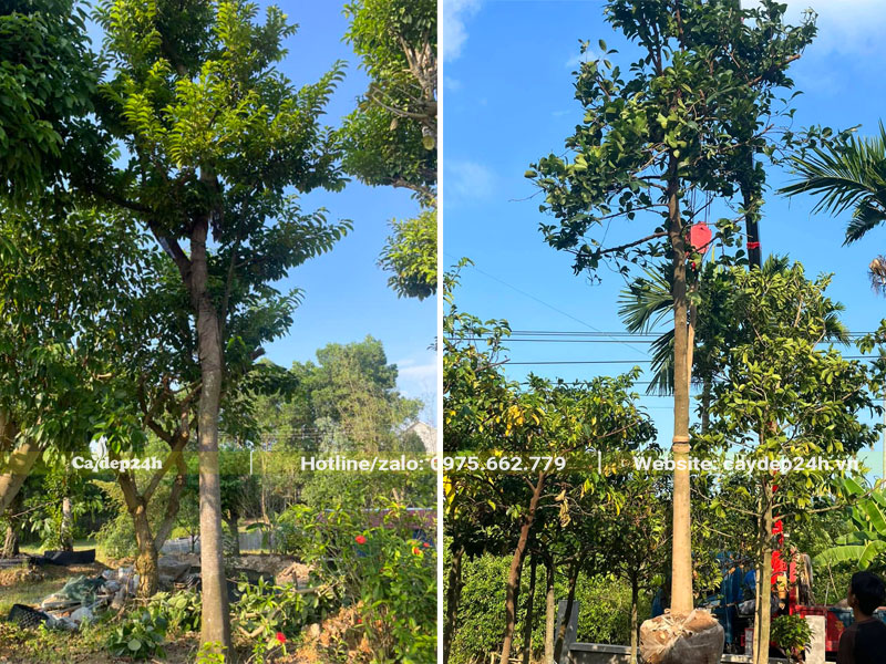 Cẩu cây Chay công trình đã dâm ủ hơn 6 tháng, chiều cao 5m, vanh 50 - 60