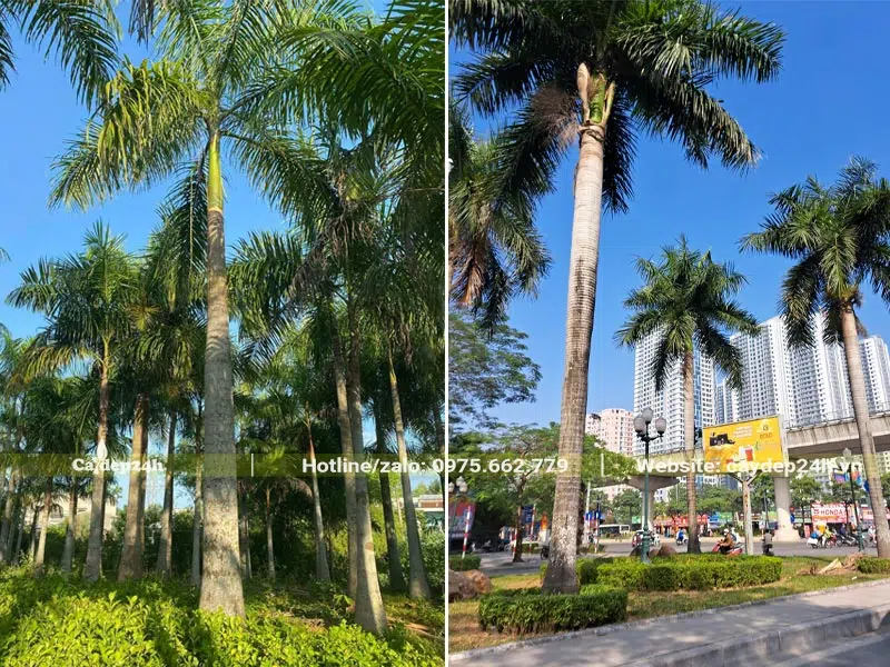 Vườn cây Cay Vua có lóng thân cao 7 - 9m