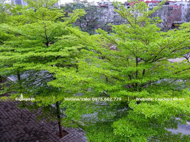 Hàng cây Bàng Đài Loan công trình cao khoảng 5 - 6m, đang ra lá và lộc non