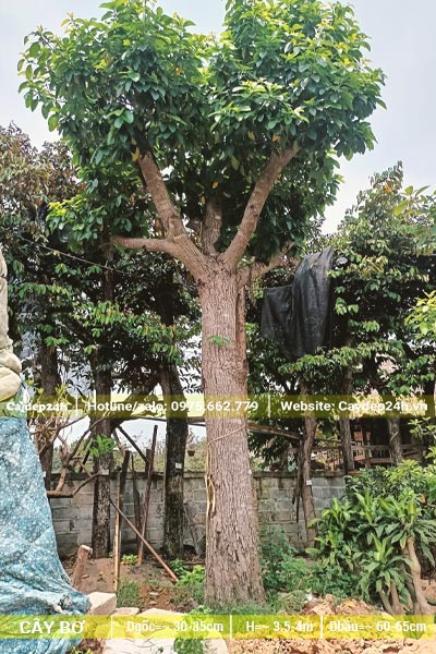 Cây Bơ cổ thụ đường kính thân 20cm, đang dưỡng ủ tại vườn