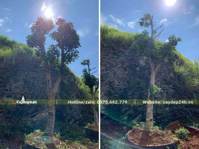 Khu vực dâm ủ cây Bơ cổ thụ, gốc lớn đk từ 20cm trở lên