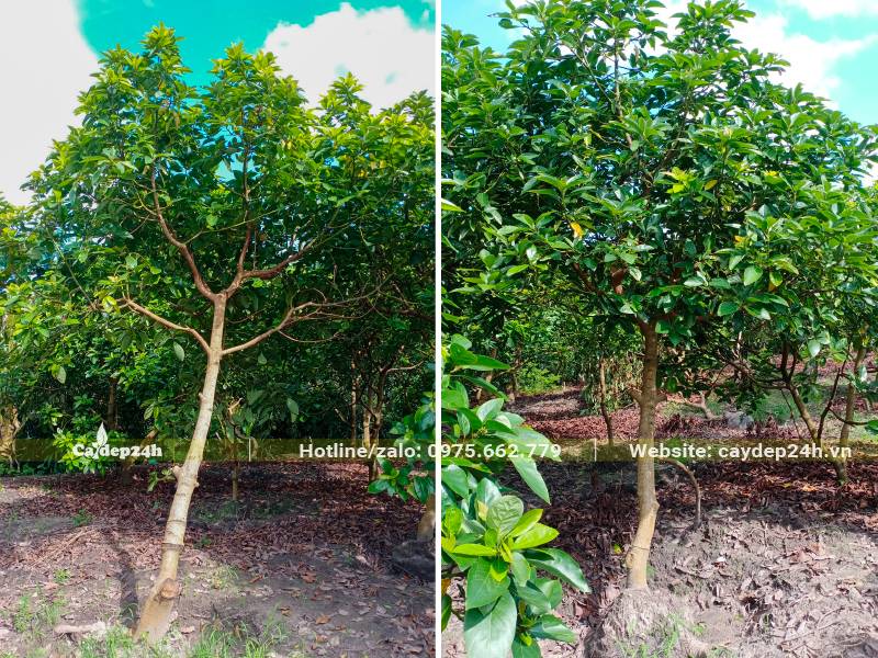 Bứng thẳng cây Bơ lâu năm, cao gần 3m, đường kính thân 5 - 7cm