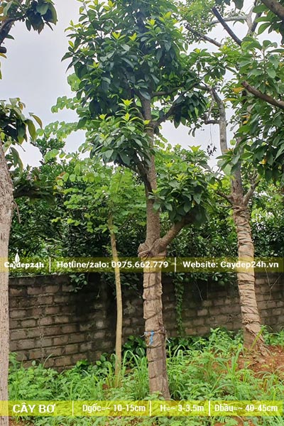 Dâm ủ cây Bơ tại vườn, đường kính gốc khoảng 15cm