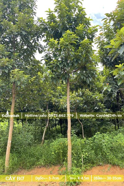 Vườn dưỡng cây Bơ công trình cao 4 - 5m, cây bứng bầu thẳng