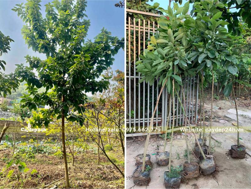 Cây giống Bơ chất lượng cao, đường kính gốc từ 1 - 3cm