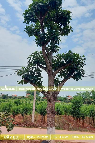 Hình ảnh cây Bơ lâu năm có tay cành đẹp, đã dâm ủ hơn 1 năm