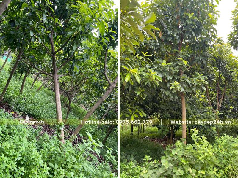 Vườn gần 2ha trồng cây Bơ công trình đường kính gốc 7cm