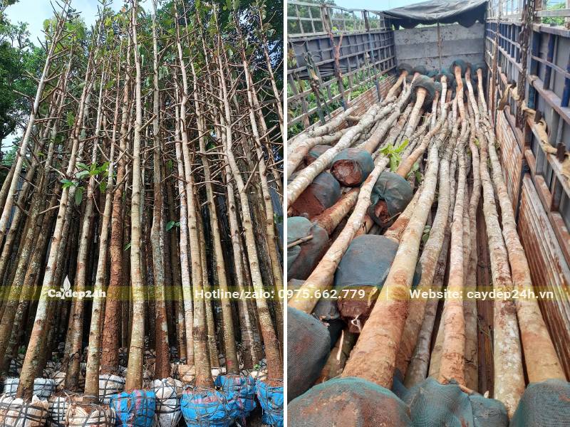 Cây Dầu Rái công trình trồng lấy bóng mát và gỗ quý