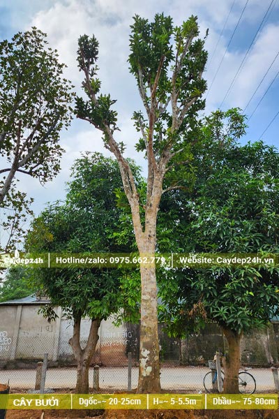 Cây đại thụ cao 5 - 6m, đường kính gốc hơn 25cm