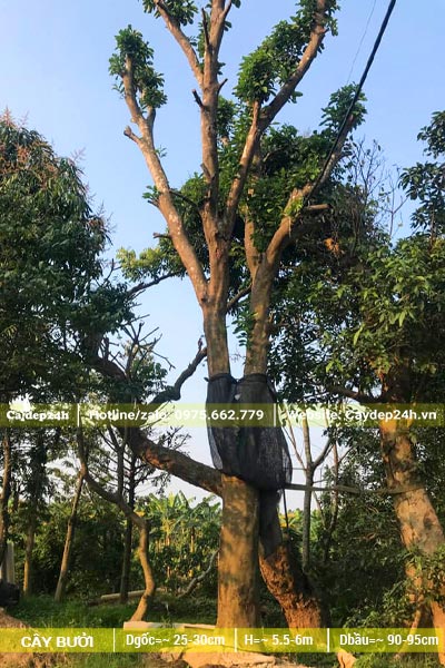 Cây Bưởi đại thụ, cao 6 - 7m, đk gốc hơn 30cm