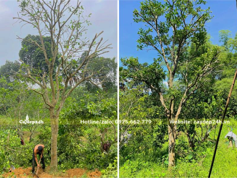 Công nhân đang đào đất để bứng cây Bưởi cổ thụ cao 7 - 8m