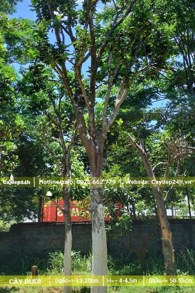 Cây Bưởi cổ thụ thân cao khoảng 4m, đường kính thân gần 20cm đo cách gốc 1m