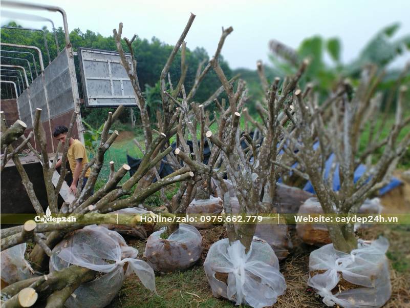 Hàng chục cây Bưởi công trình lớn, tỉa tay cành đẹp