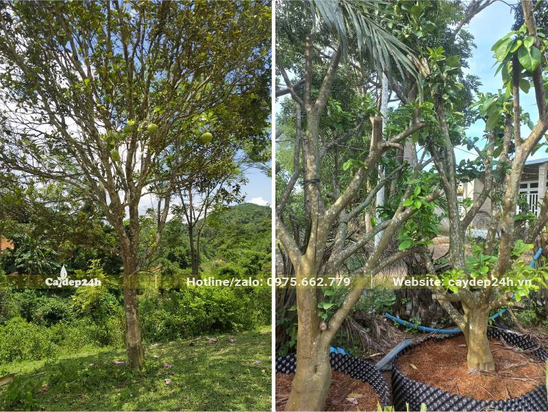 Cây Bưởi cao gần chục mét, cây cổ thụ đã dâm ủ