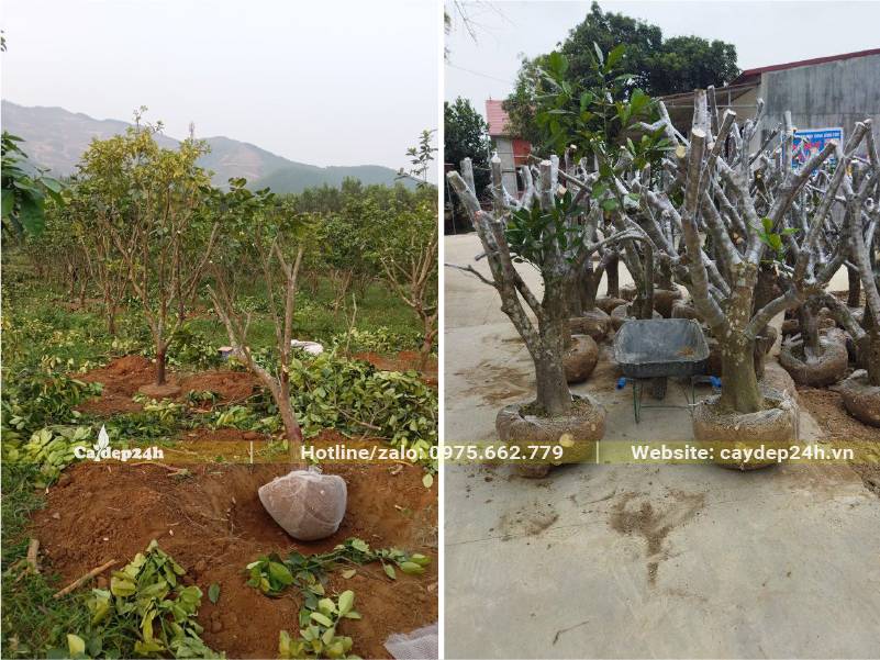 Bưng và bọc bầu cây bưởi công trình đường kính gốc 12 - 15cm