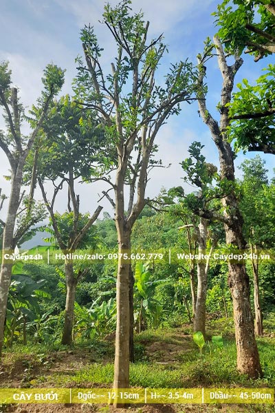 Bưởi công trình đường kính gốc 15cm, tay cành tỉa đẹp đang ra lộc non