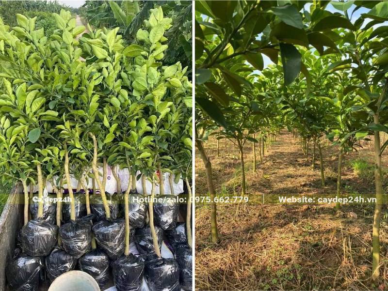 Cây giống Bưởi ươm bầu và trồng tại vườn