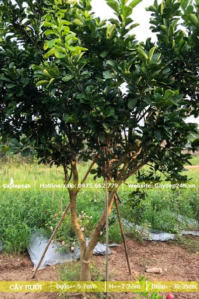 Cây Bưởi đk gốc 5cm, bộ tán đã kiến thiết cơ bản