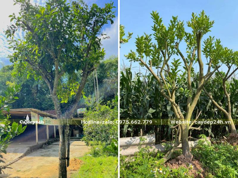 Cây Bưởi lâu năm cao 4 - 5m, đk gốc khoảng 15 - 20cm