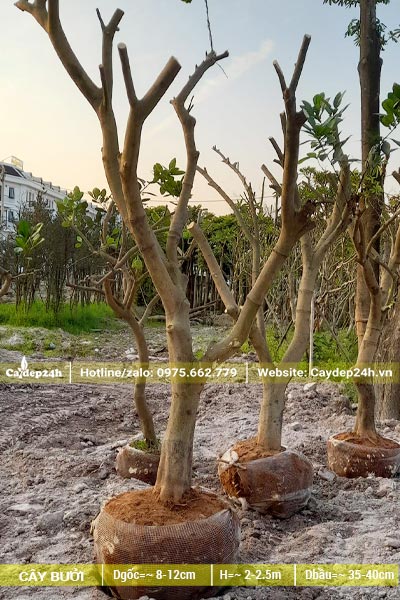 Cây Bưởi cao gần 3m, đường kính bầu 15 - 20cm
