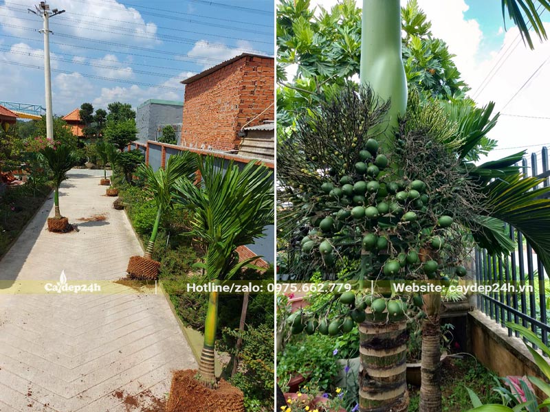 Thi công trồng cây Cau Lùn cho biệt thự truyền thống