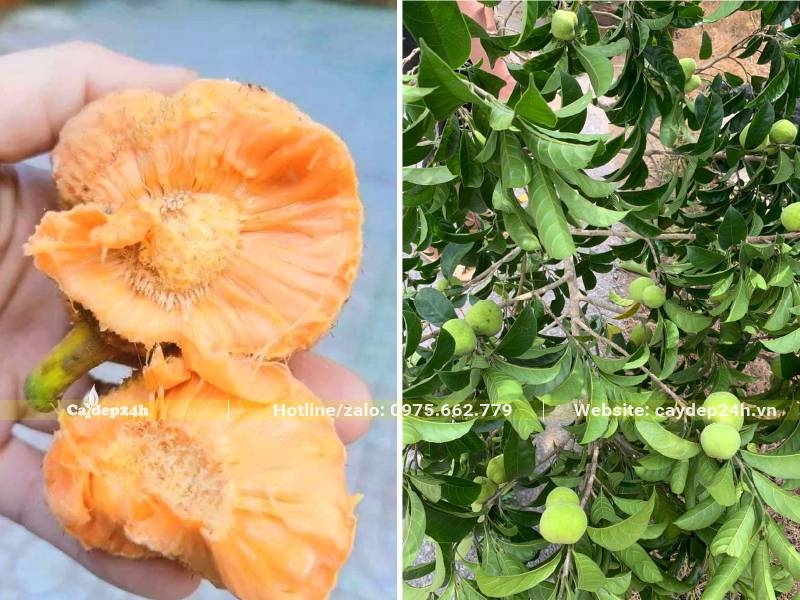 Quả Chay ruột vàng