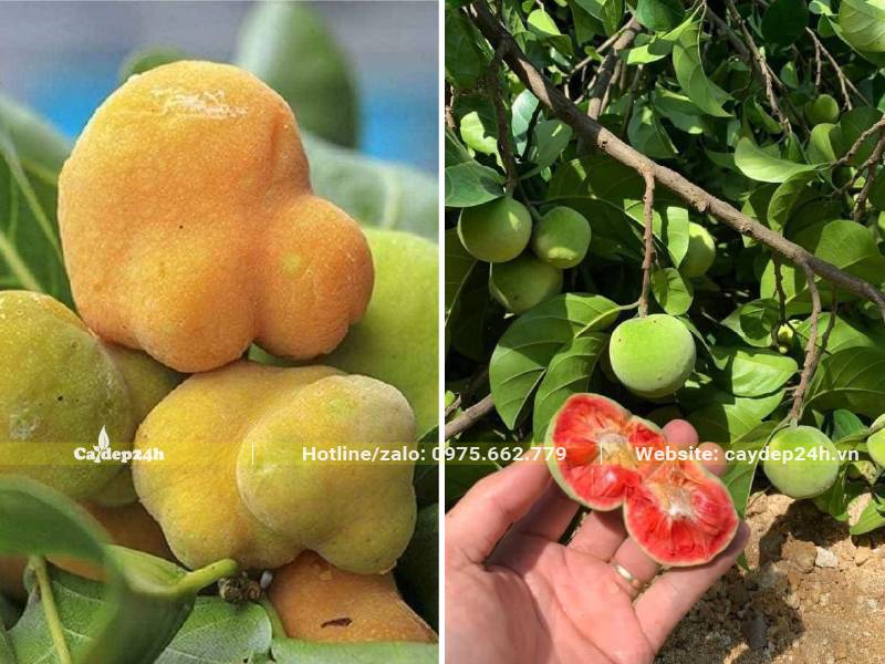 Quả chay vàng và chay đỏ