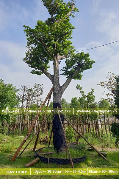 Vườn dâm ủ cây Chay Cổ thụ đường kính thân 25 - 30cm đo cách gốc 1m