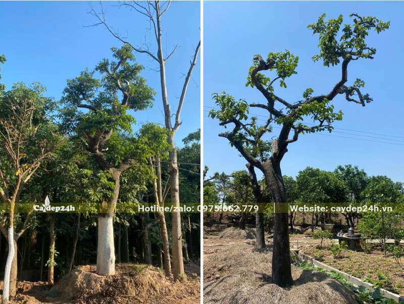 Hai cây Chay cổ thụ đã dâm ủ, dáng cây đẹp, đường kính thân khoảng 20 - 25cm