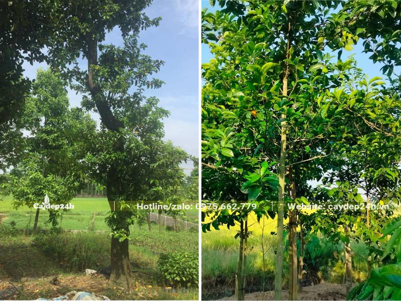 Cây Chay Bắc Bộ trồng lâu năm, tán đẹp, cây cao từ 5m trở lên