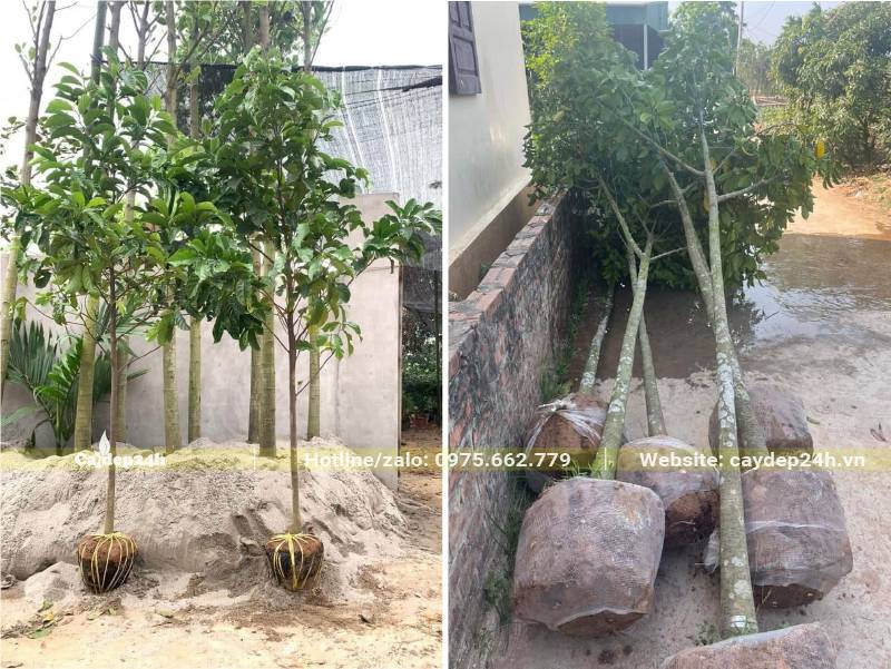 Tập kết cây Chay tại nơi trồng, cây có chiều cao từ 3.5 - 4m