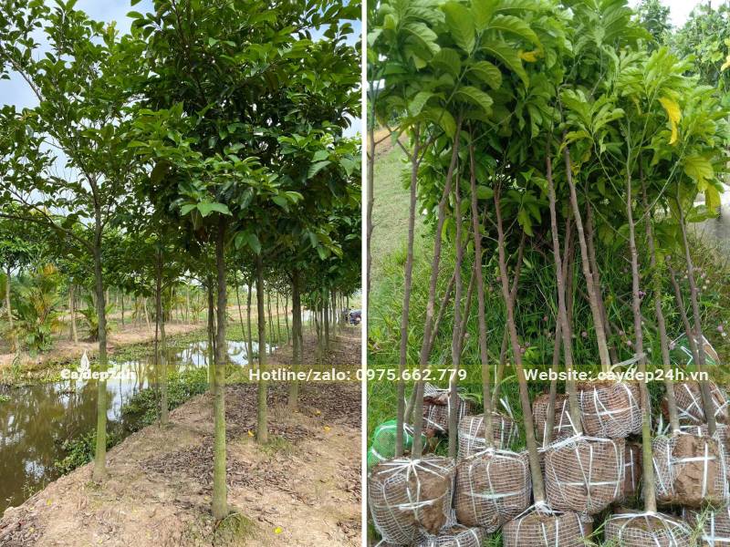 Bọc bầu cây chay bằng tưới tự tiêu có thể trồng thẳng