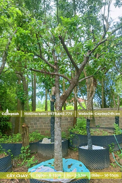 Dâm ủ cây Chay trong bầu nổi, đk gốc khoảng 10cm