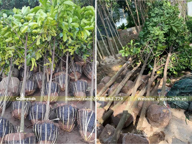 Cây giống Chay công trình đường kính gốc từ 3 - 5cm