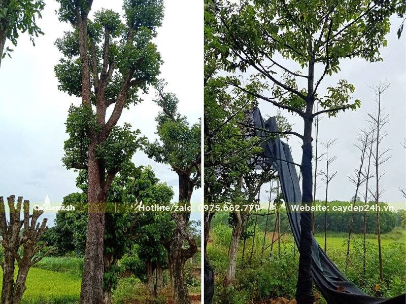 Hình ảnh cây Chay công trình kích thước lớn, đã dâm ủ kỹ