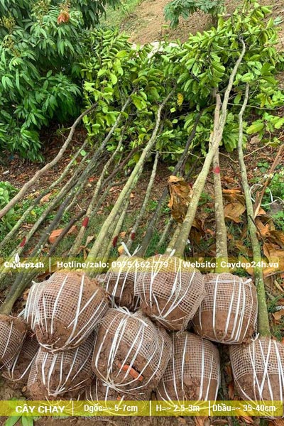 Cây Chay nhỏ đường kính gốc chưa tới 5cm