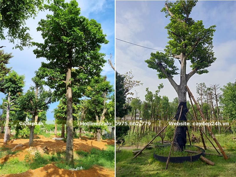 Cây Chay lâu năm, chiều cao 5 - 6m, đường kính lớn