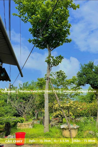 Cây cao chót vót, thân thẳng, đường kính gốc khoảng 18 - 20cm