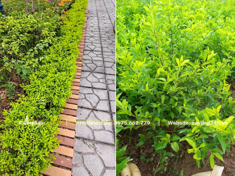 Hàng viền trồng sân vườn biệt thự bằng cây Chuỗi Ngọc