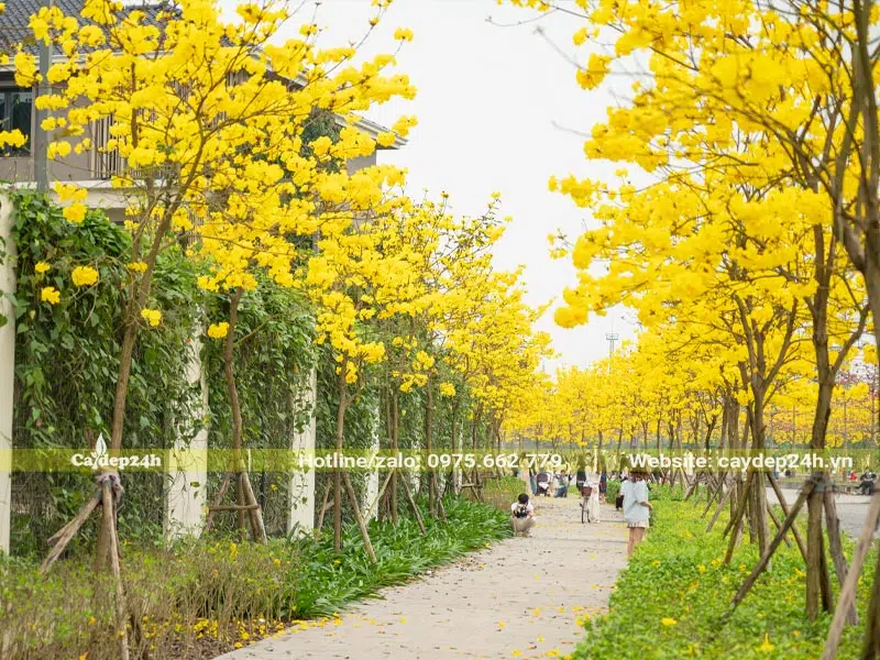 Cây Phong Linh trồng thành hàng chạy dọc theo những con đường đi bộ trong khu đô thị