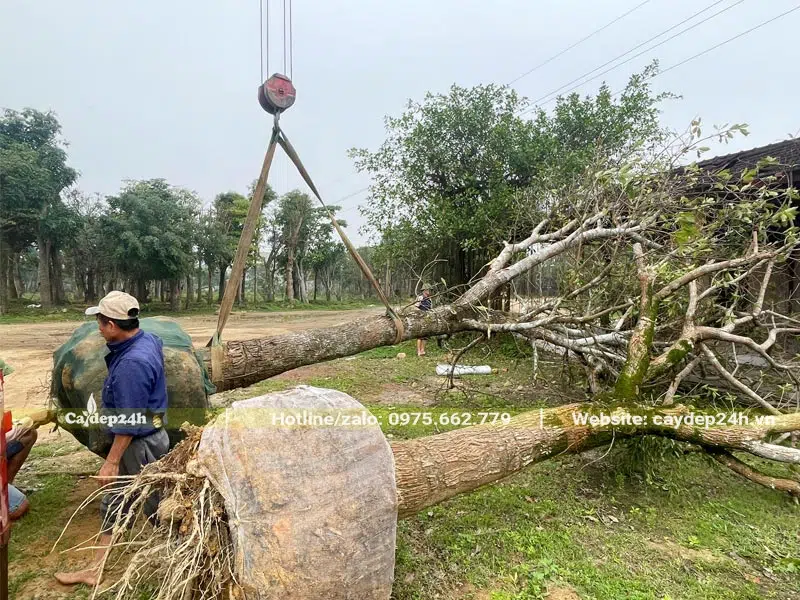 Dùng cần cẩu đưa cây công trình lên xe tải, mỗi xe chỉ chứa đủ 1 cây